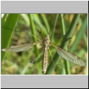 Tipula sp - Schnake 07f.jpg